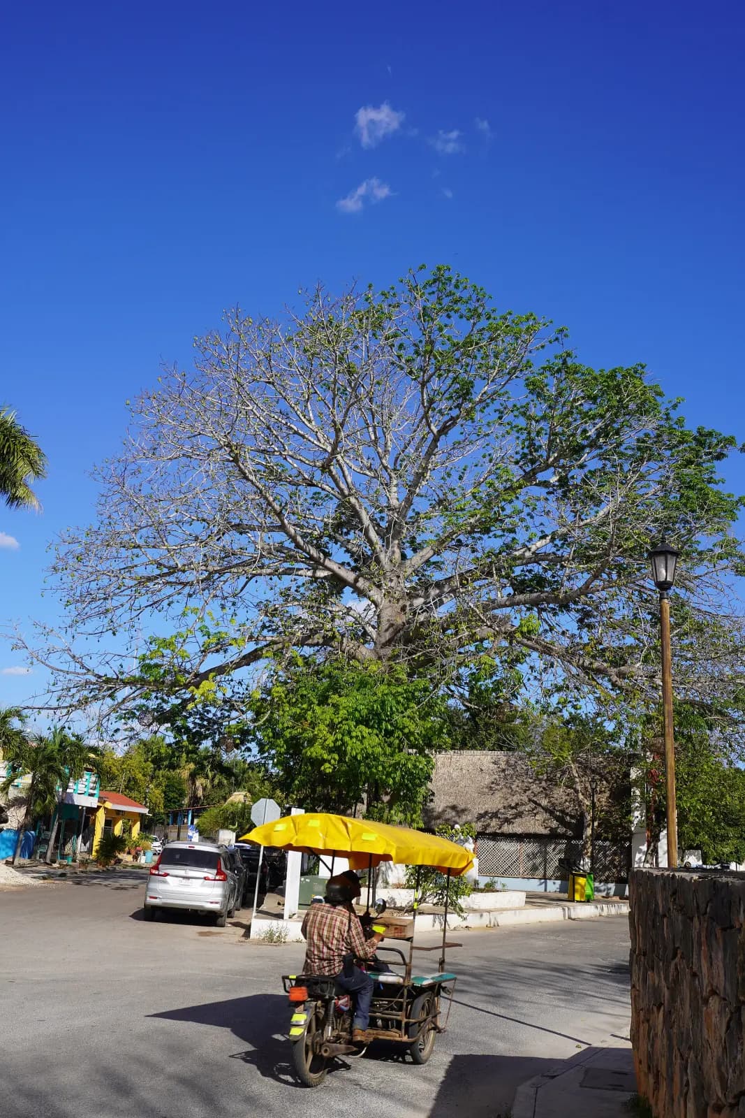 Calle de Maní con un gran árbol y un mototaxi con toldo amarillo