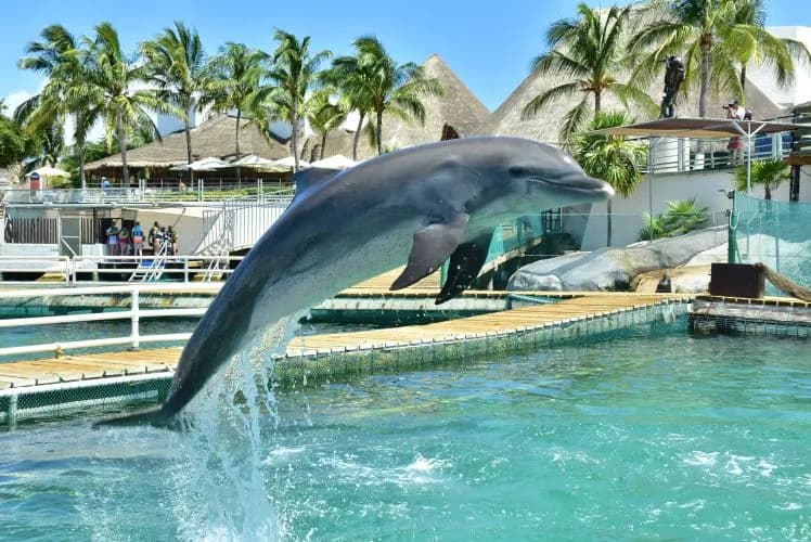 Dolphin Discovery Isla Mujeres, foto 3 de 6