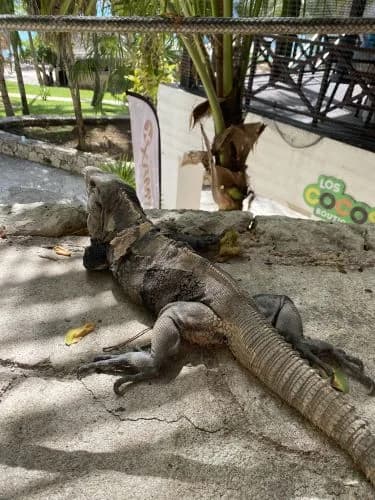Garrafon Park – MX, foto 3 de 8