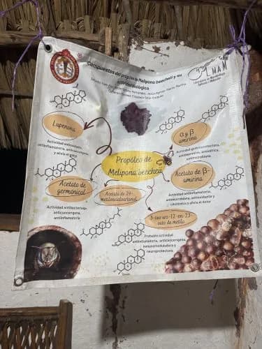 Meliponario «U Naajil Yuum K’iin», foto 5 de 6