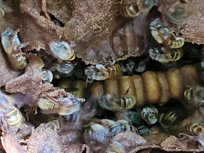 Meliponario «U Naajil Yuum K’iin», foto 3 de 6