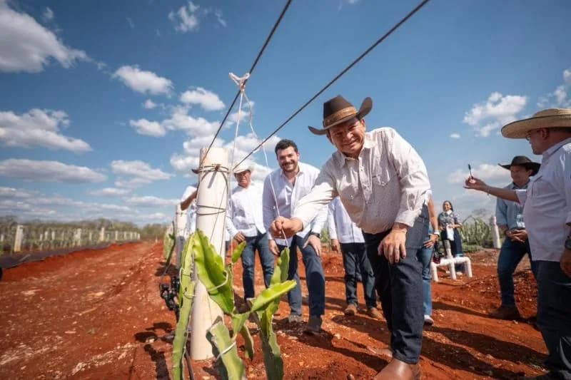 Pitahaya Valley posiciona a Yucatán en el mercado internacional de la fruta del dragón, foto 1 de 8