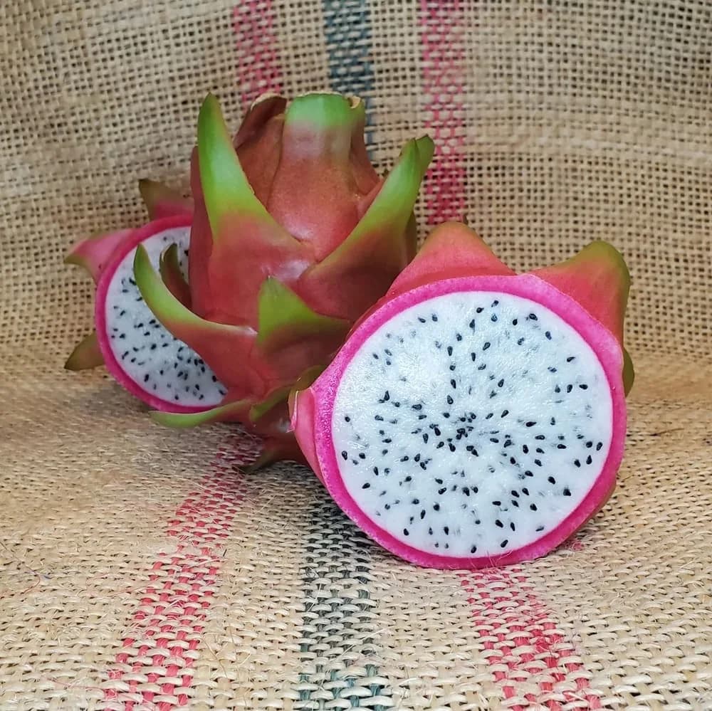 Pitahaya Valley posiciona a Yucatán en el mercado internacional de la fruta del dragón, foto 5 de 8