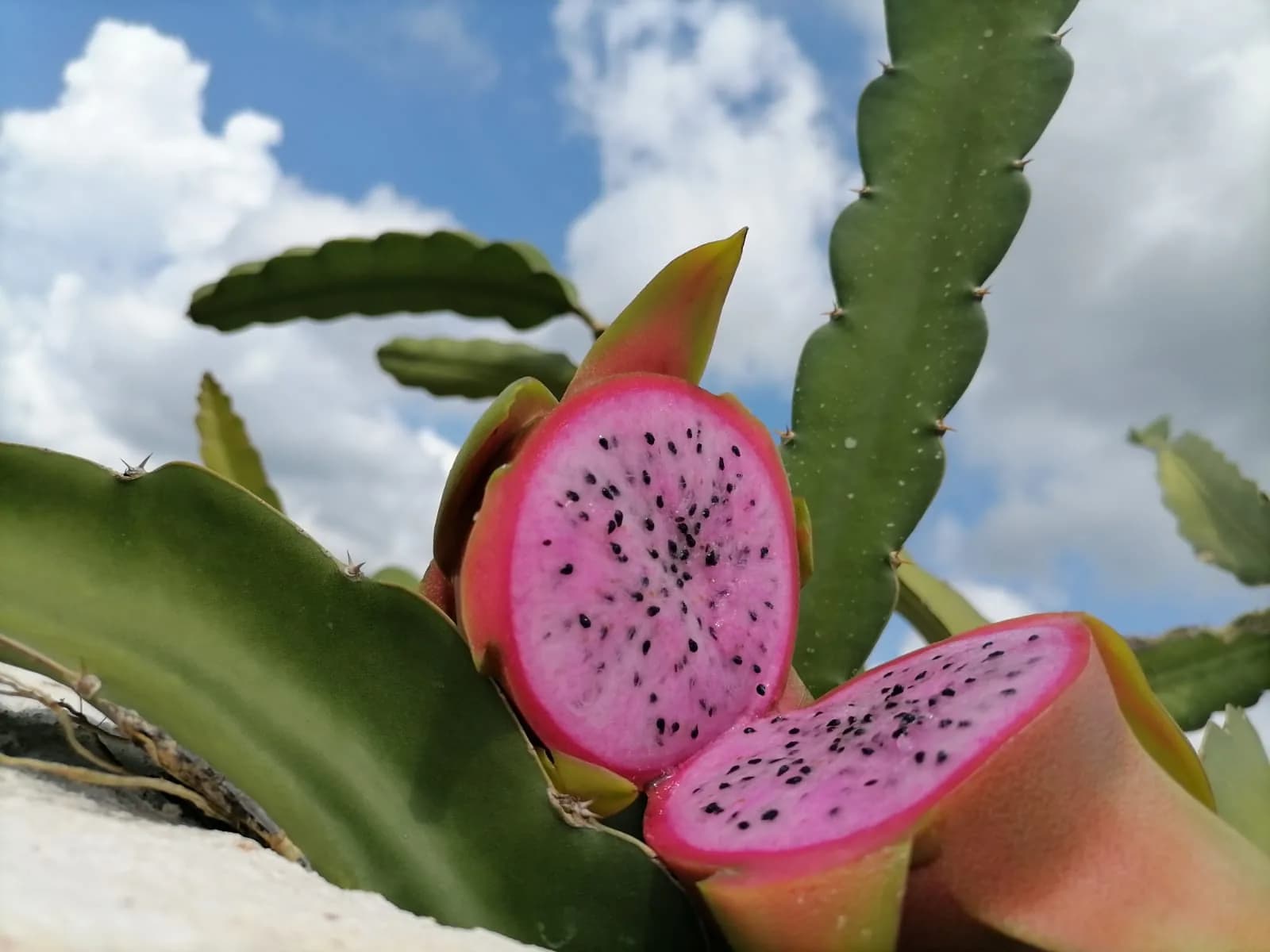 Pitahaya Valley posiciona a Yucatán en el mercado internacional de la fruta del dragón, foto 8 de 8