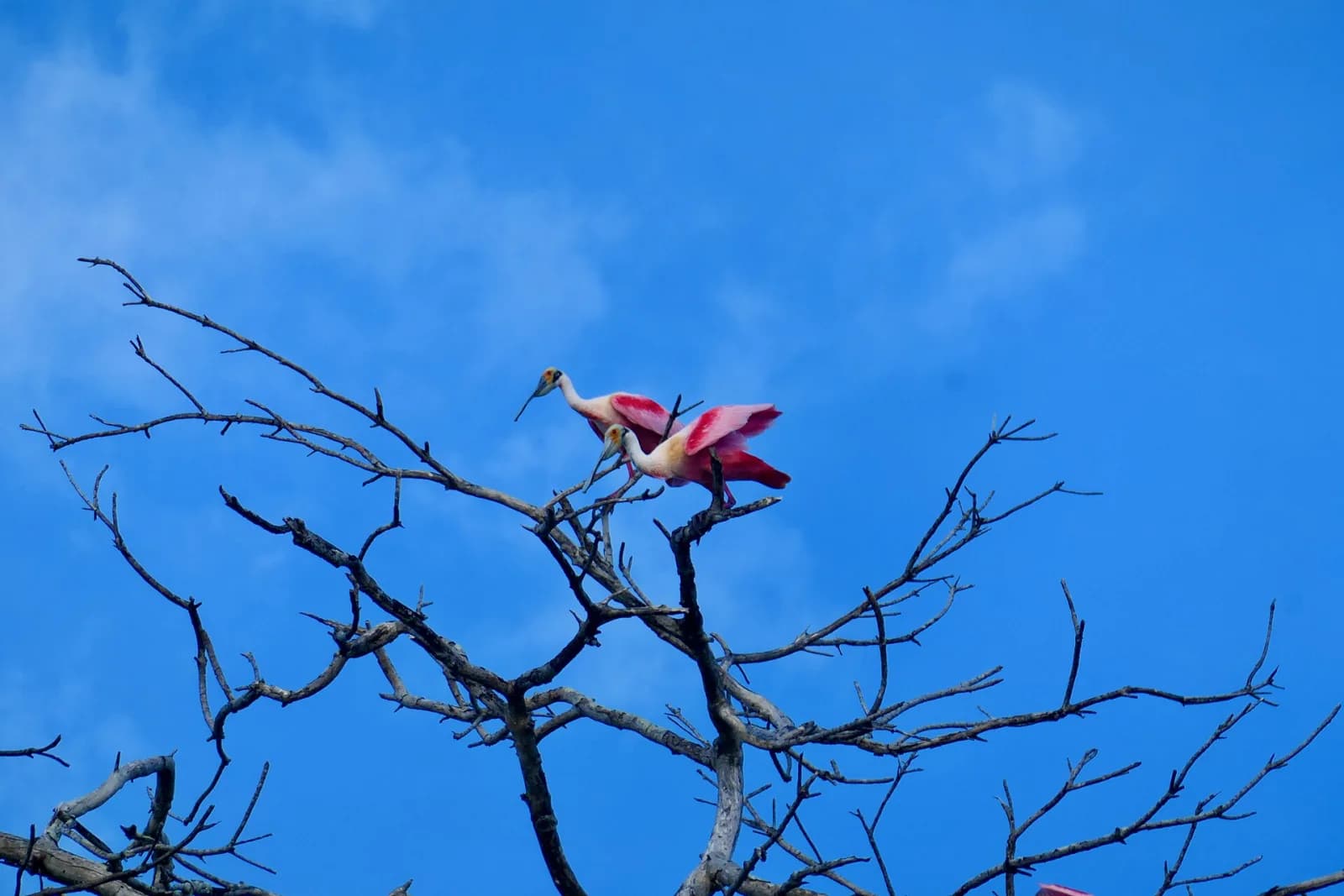 Espátulas rosadas en las ramas de un árbol seco en los humedales de Sisal, Yucatán