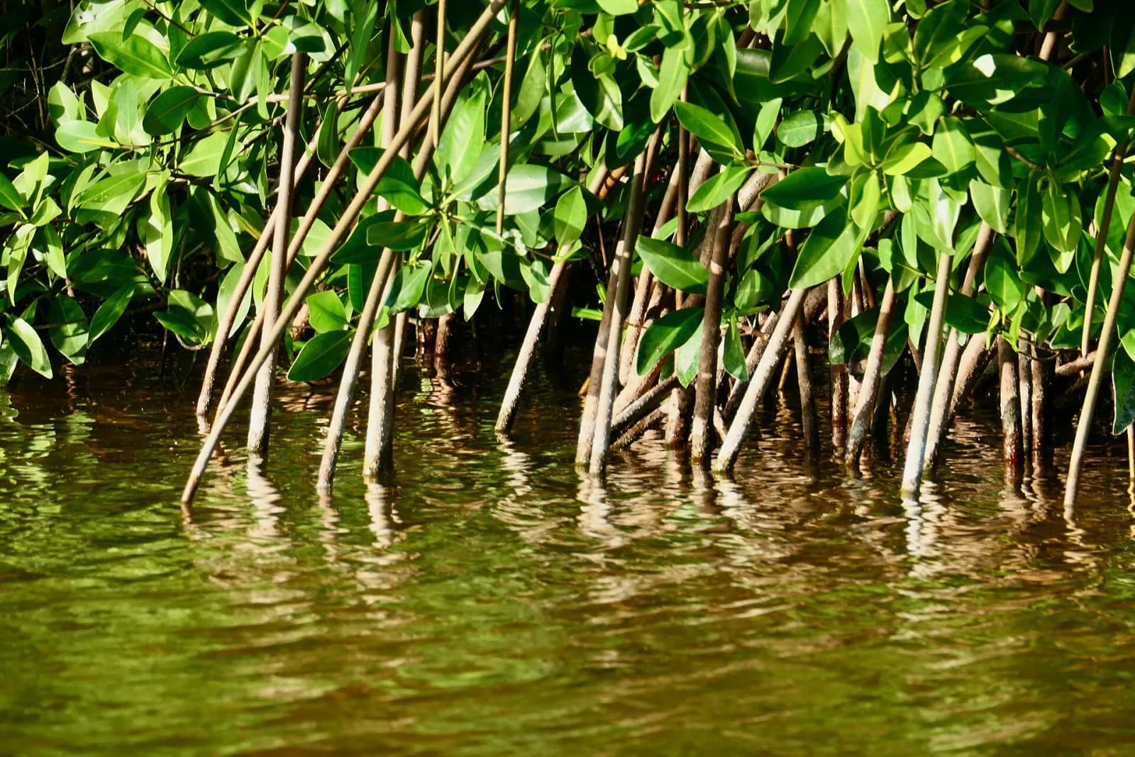 Raíces aéreas de mangle sobre el agua en los manglares de Sisal, Yucatán